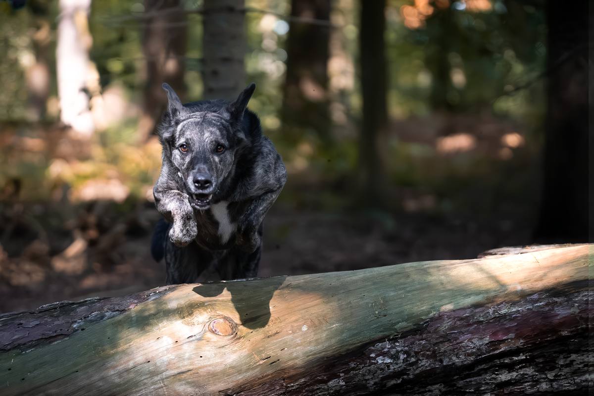 Tierfotografie